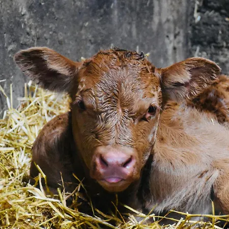 Lambing Live Дом отдыха *