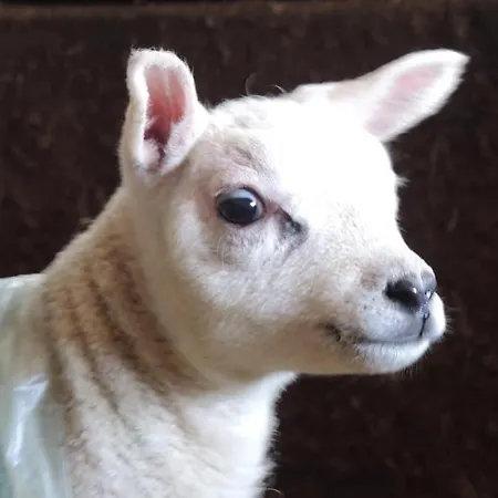 Semesterbostad Lambing Live