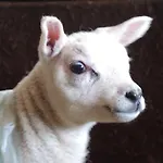 Σπίτι διακοπών Lambing Live